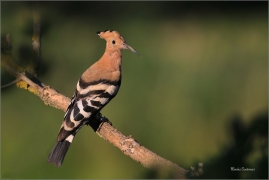<p>DUDEK CHOCHOLATÝ (Upupa epops) - jižní Morava ---- /Eurasian hoopoe - Wiedehopf/</p>